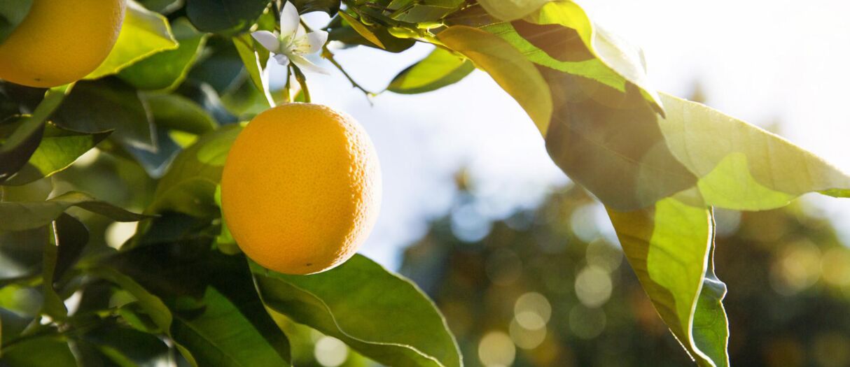 Orangenplantage gespieg